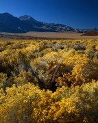 CALIFORNIA Desert Scene in Lone Pine